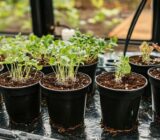 Ball standing: the simple technique for multiplying your plants