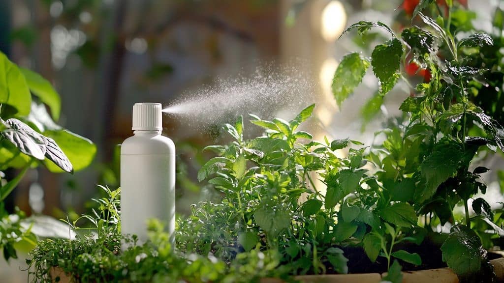 Natural repellents: complete the traps