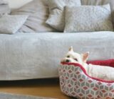 Pets in apartments: advice on how to raise them