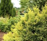 Priestly foliage tree: selection of ideal species for your garden